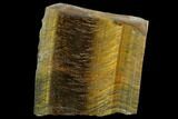 Polished Tiger's Eye Section - South Africa #128544-1